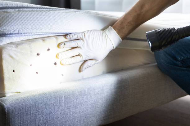 Best Bed Bug Extermination  in Fairview, TX