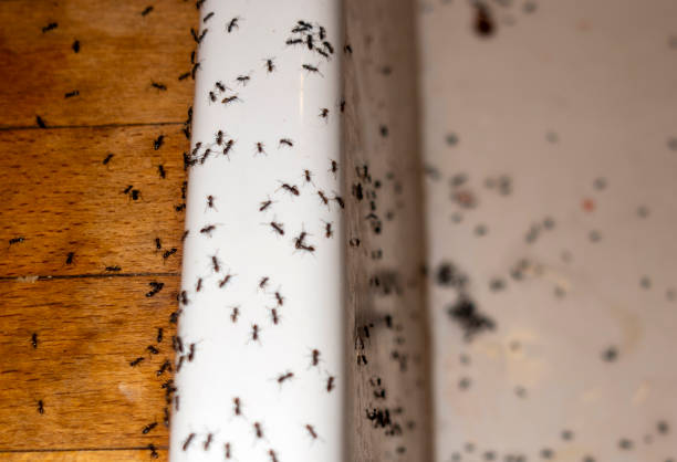 Best Ant Control Services  in Fairview, TX