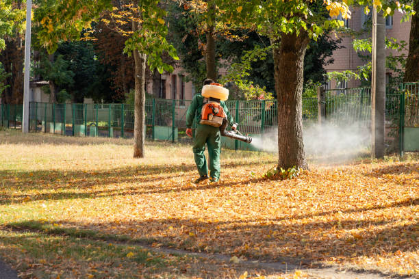Best Termite Control Services  in Fairview, TX