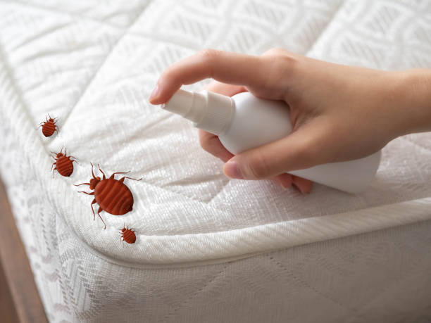 Best Local Pest Control Services  in Fairview, TX