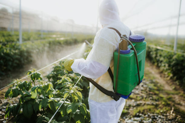 Best Wasp Removal Services  in Fairview, TX